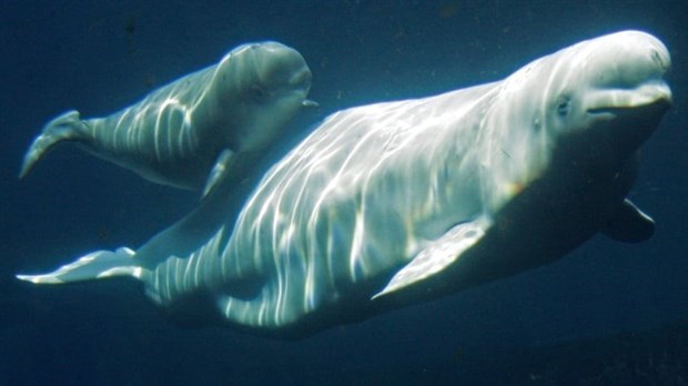 1,5 M$ de Québec pour une station de recherche en acoustique marine à Rimouski