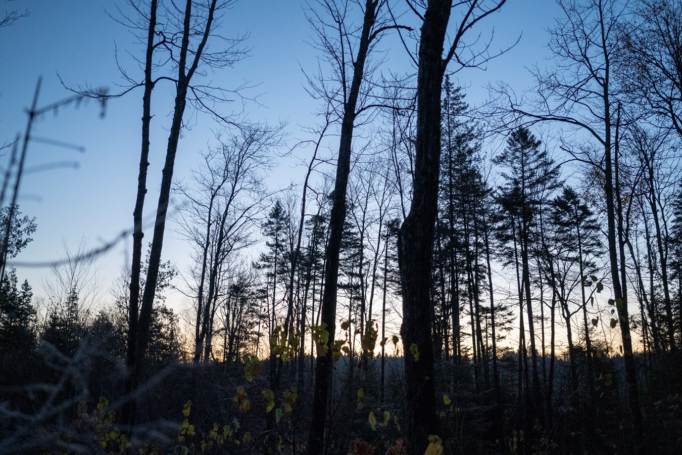 L'UMQ reçoit positivement le plan de travail visant à améliorer le secteur forestier