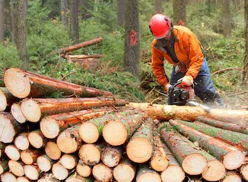 Rémunération des travailleurs forestiers: 3,2 M$ investis dans un projet pilote
