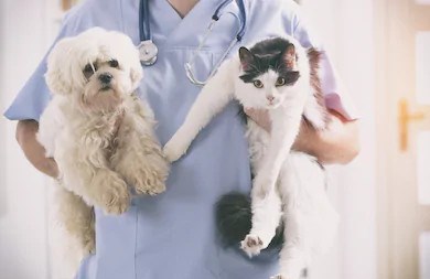Centre de services animaliers de Rimouski fermé par mesures préventives