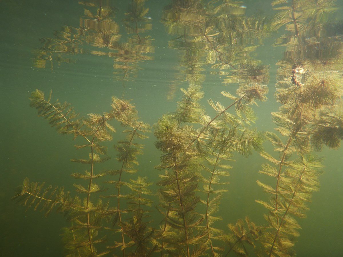 Myriophylle à épis : Québec rappelle comment résister à l’envahisseur