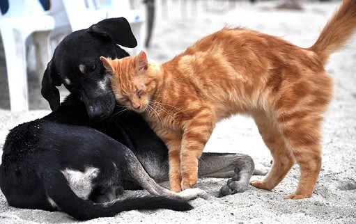 La période d’enregistrement des chiens et des chats débute à Rivière-du-Loup
