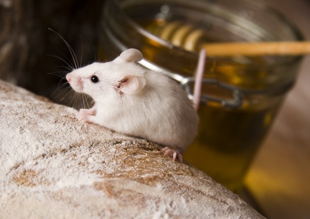 LES ENDROITS FAVORABLES POUR L’INTRODUCTION DE SOURIS DANS VOTRE MAISON