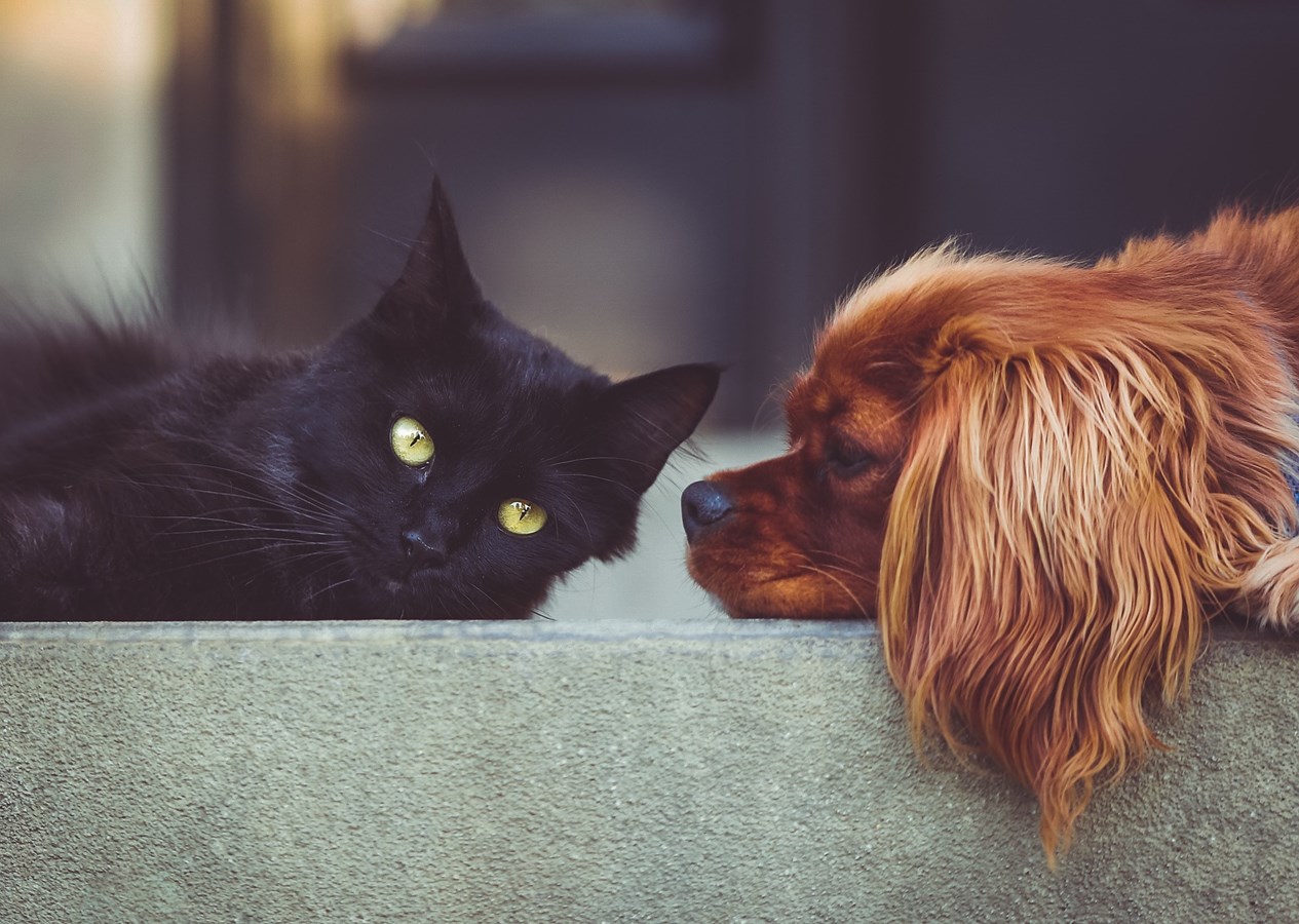 Plus que quelques semaines pour enregistrer vos chiens et chats à Rivière-du-Loup