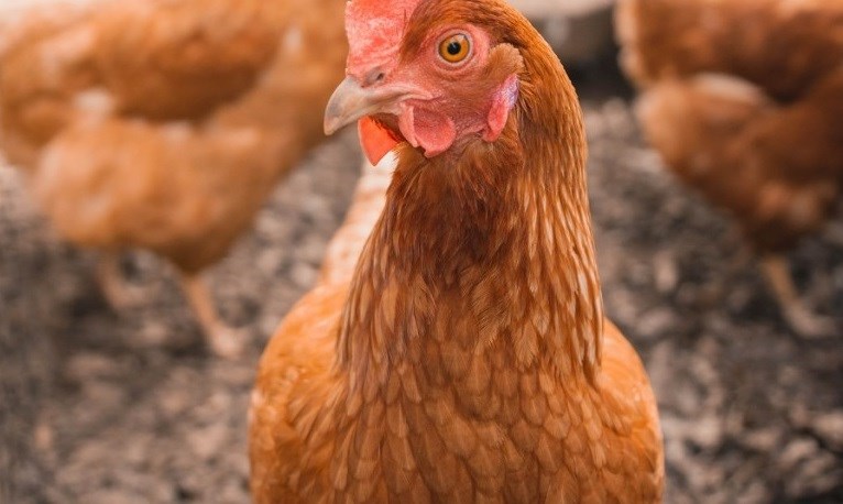 Poules en milieu urbain : Rimouski met en ligne un sondage jusqu’au 28 mars