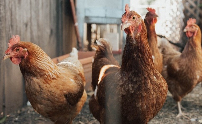 Poules à Rimouski : les demandes de permis devront être complétées le 14 mai