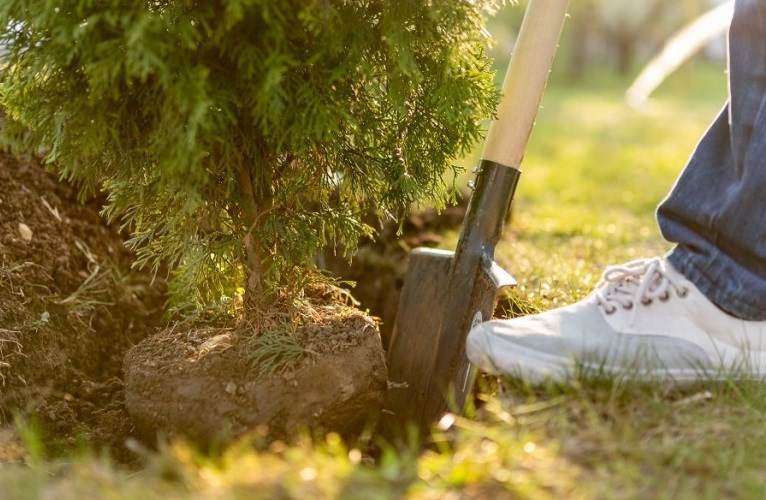 Une distribution d’arbres ce samedi devant le Colisée Financière Sun Life 