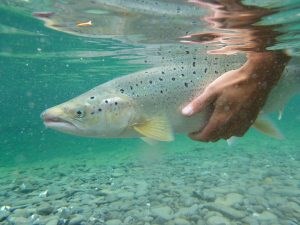 Une remise à l'eau obligatoire des grands saumons sur la rivière Matane