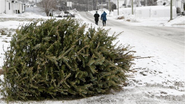 La collecte des arbres de Noël aura lieu bientôt à Rivière-du-Loup