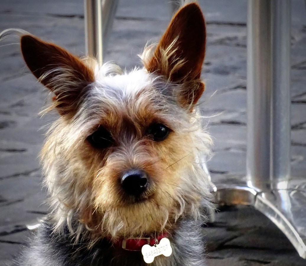 Chiens et chats : le renouvellement d’inscription obligatoire à Rivière-du-Loup