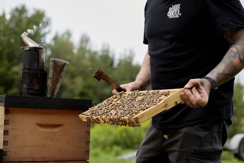 Défi Pissenlits: éviter de tondre la pelouse en mai pour aider les pollinisateurs