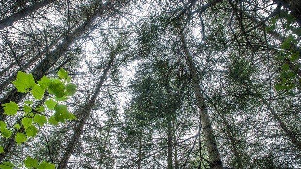 Trois nouvelles aires protégées à venir au Bas-Saint-Laurent