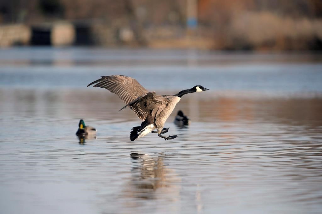 Environnement Canada demande à la population de signaler les oiseaux morts