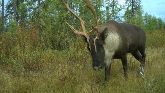 Ottawa et Québec s'entendent pour protéger et rétablir le caribou au Québec