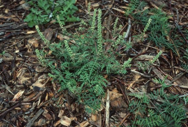 Il est également prouvé que lorsque les herbes sont suffisamment hautes, l’herbe à poux (photo) ne peut proliférer, réduisant du coup les problèmes de santé publique associés à cette plante.