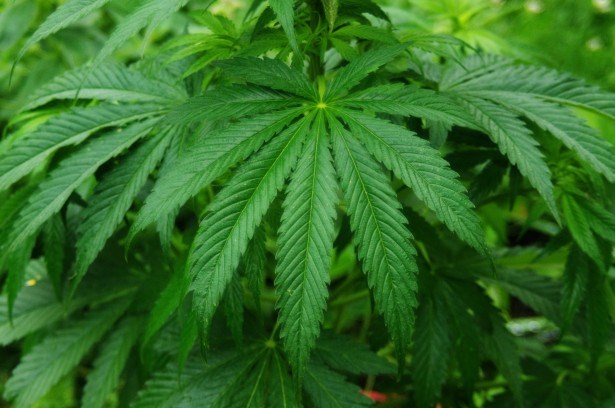 Plantation de cannabis découverte à Très-Saint-Rédempteur
