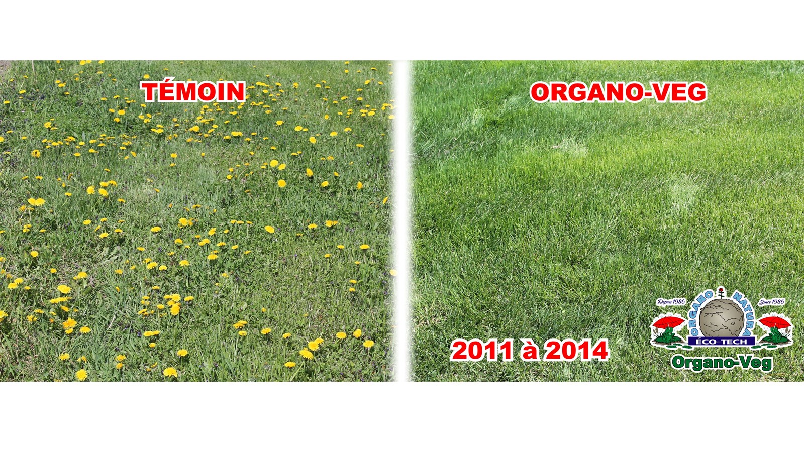 PUBLIREPORTAGE  Organo Natura Éco-Tech est la solution à votre gazon