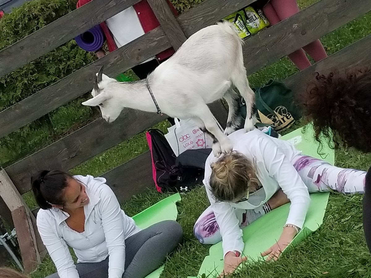 Une deuxième édition réussie pour le Sangha Fest