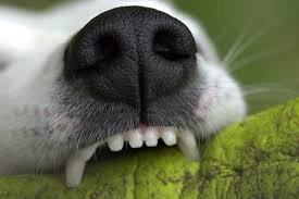 Une dame se fait attaquer par un chien à Saint-Zotique