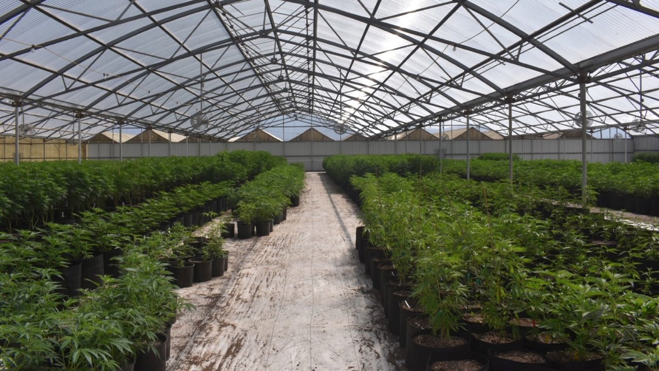Production et transformation du cannabis: Le Cégep Gérald-Godin lance une série d'ateliers