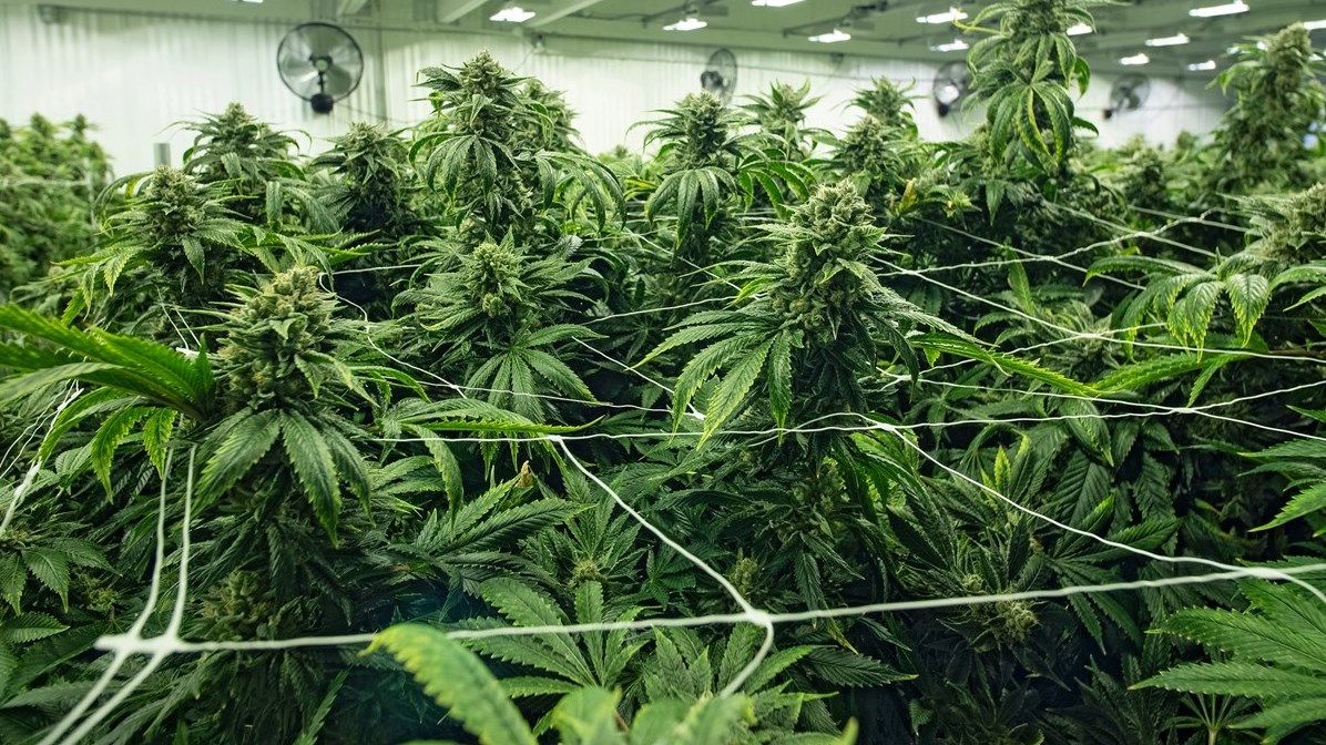 Production et transformation du cannabis: Le Cégep Gérald-Godin lance une série d'ateliers