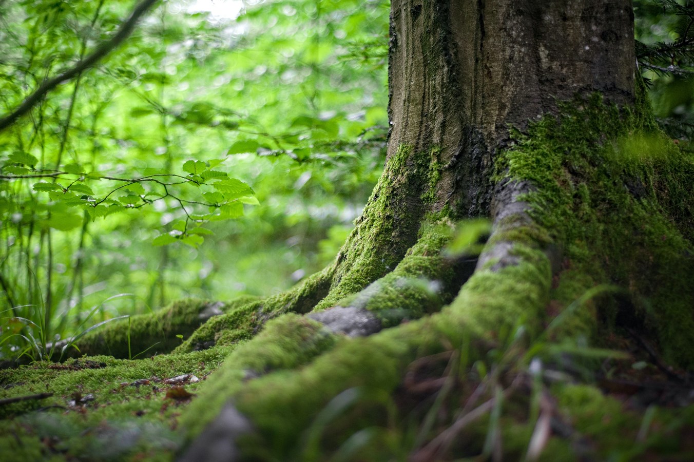 « Ce que je veux, c’est préserver la forêt dans son intégralité.» - Philip Lapalme