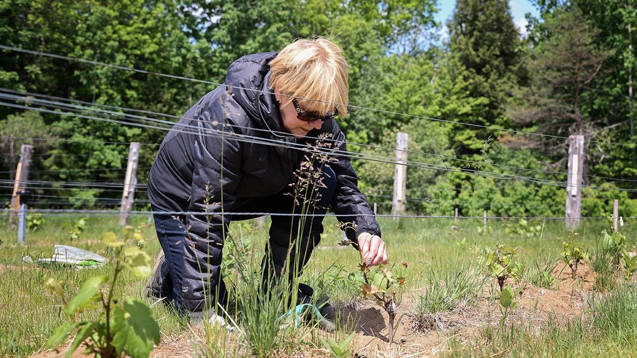 Un printemps difficile pour des vignerons de la région