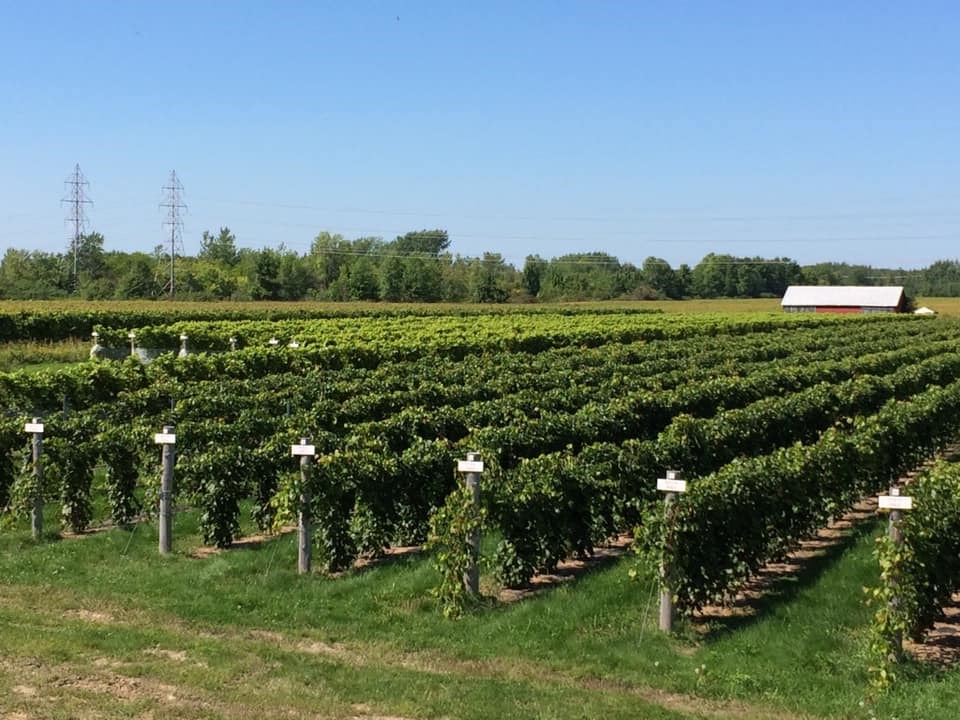 Un printemps difficile pour des vignerons de la région