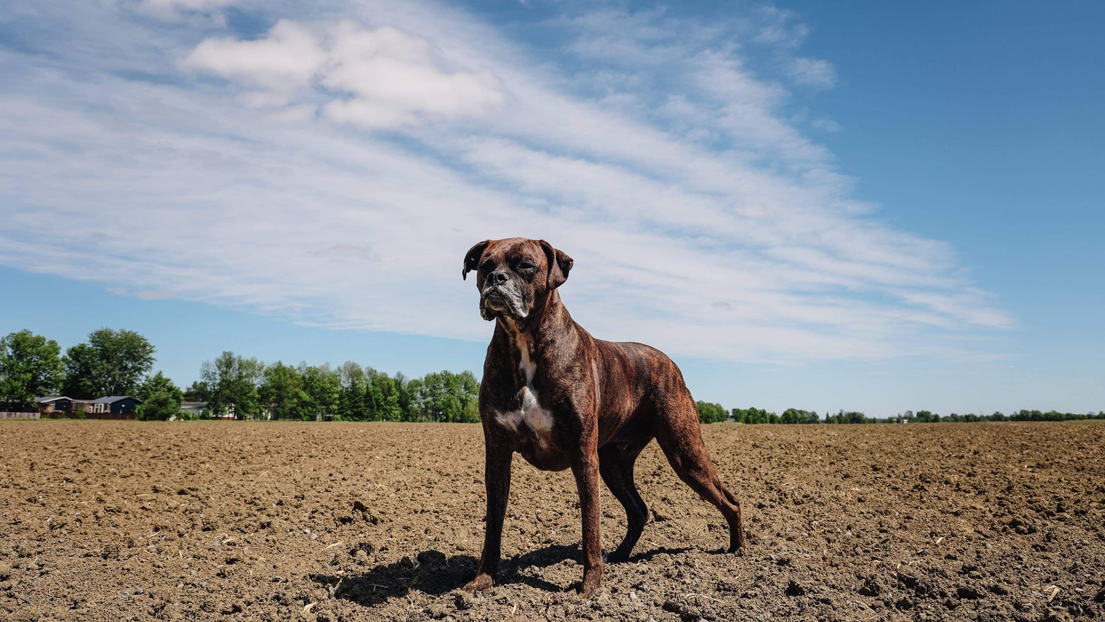 Jack, un chien de race boxer prenant la pose dans un champ de Vaudreuil-Soulanges.