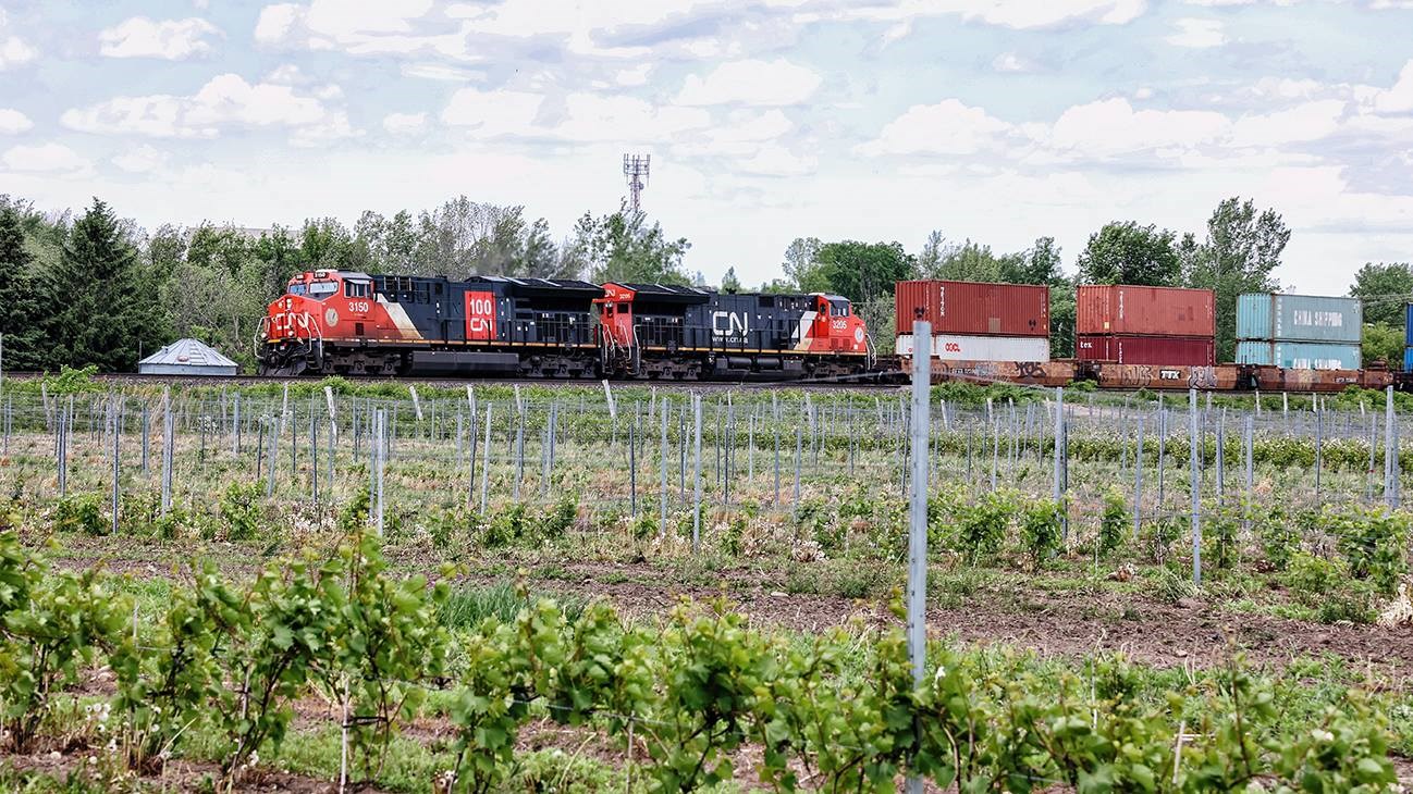 Train du Canadien national passant en plein milieu des terres du vignoble de Pomone à Coteau-du-Lac.