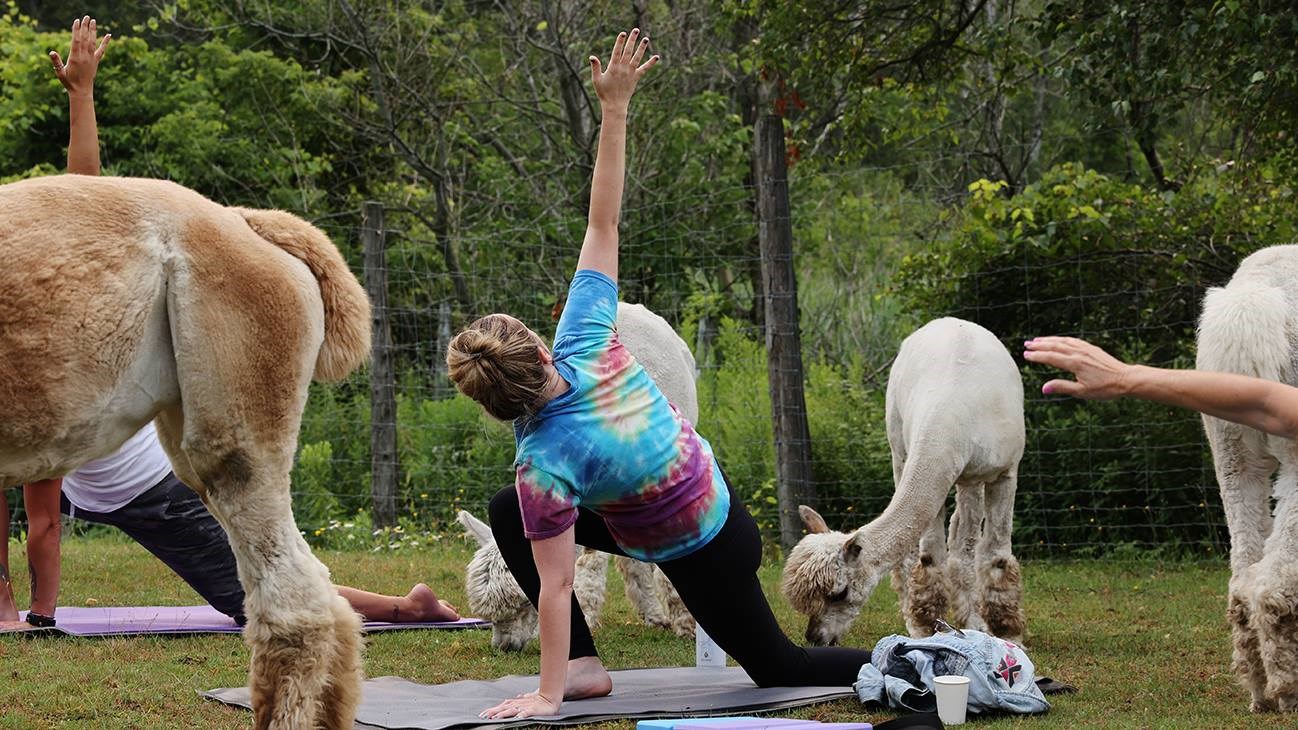 Côtoyer des alpagas en faisant son yoga à Saint-Lazare