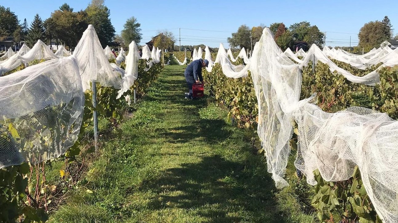 Quatre vignobles à découvrir dans Vaudreuil-Soulanges
