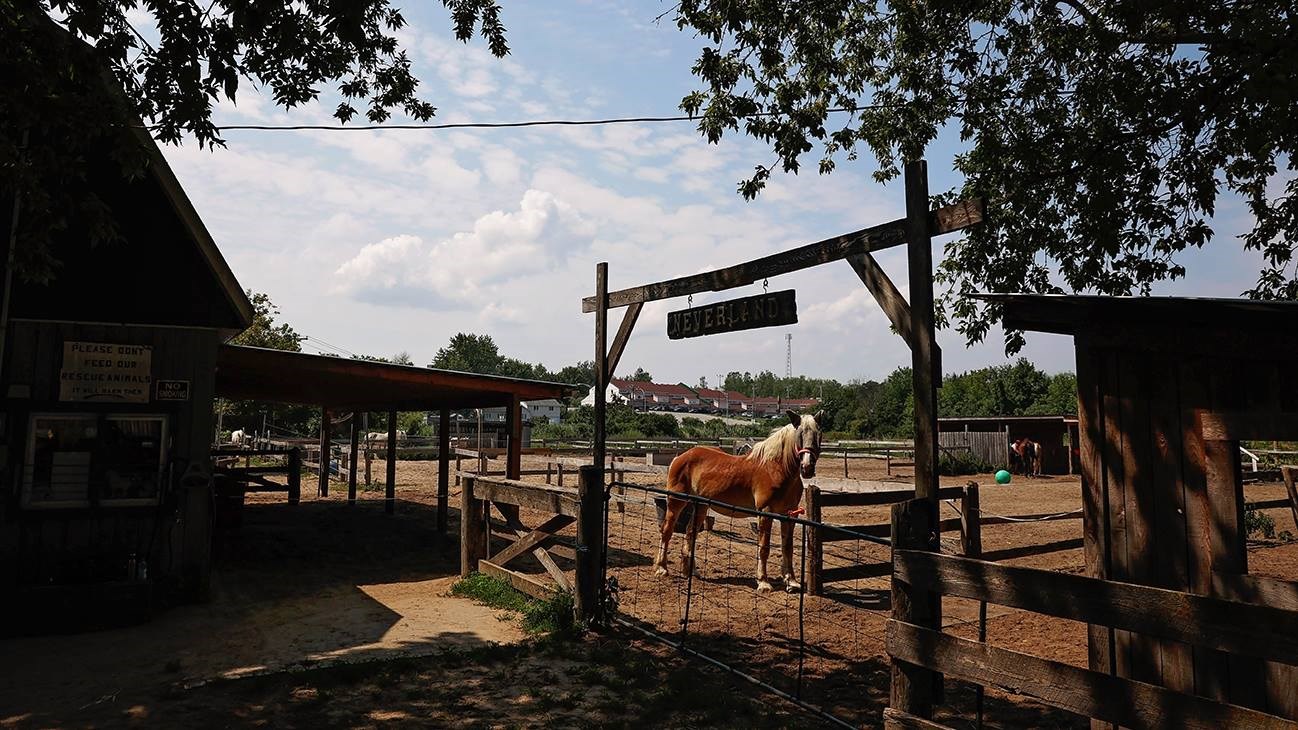 Cheval belge dans un centre de réhabilitation des animaux à Vaudreuil-Dorion