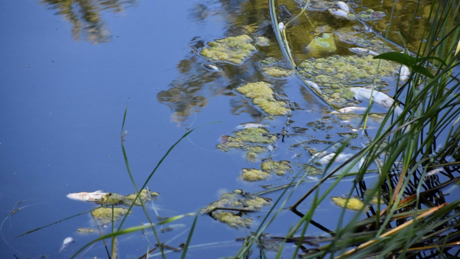 Les poissons meurent par dizaines dans la rivière Rigaud en Ontario