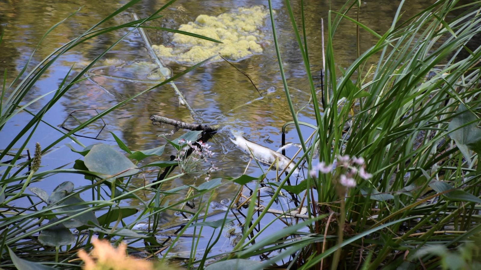 Les poissons meurent par dizaines dans la rivière Rigaud en Ontario