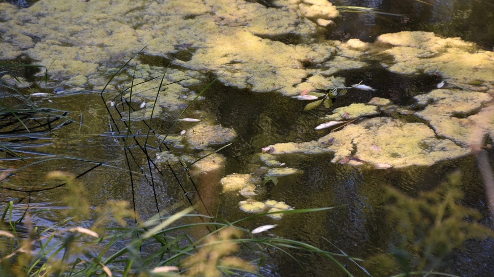 Les poissons meurent par dizaines dans la rivière Rigaud en Ontario