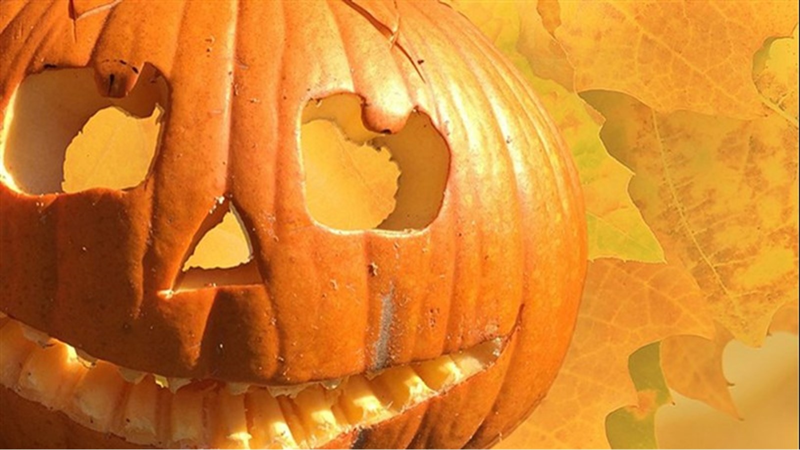 Concours de citrouilles et autres activités d'Halloween à venir