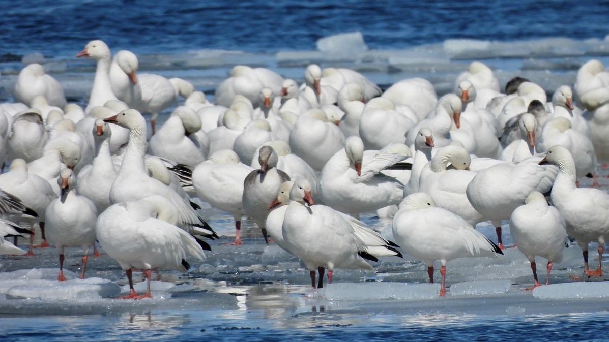 Les oies des neiges seront de passage chez nous