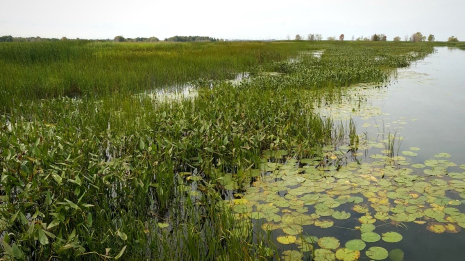 17 mars 2022 : Il participe activement à l'équilibre vital du fleuve Saint-Laurent