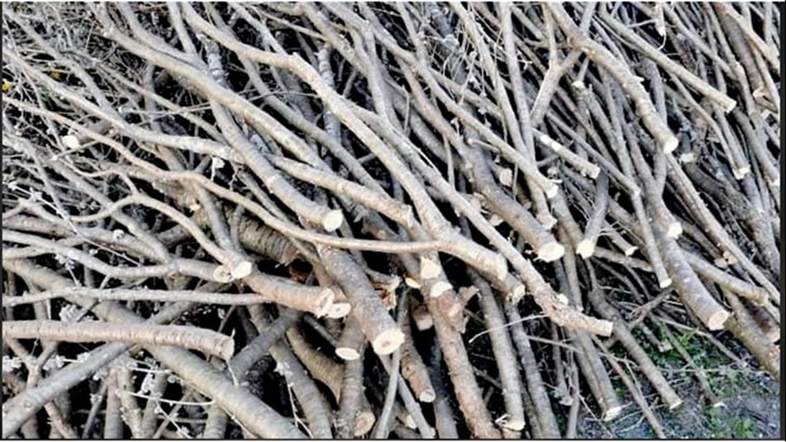 Rappel: collecte de branches à venir prochainement à Rigaud 