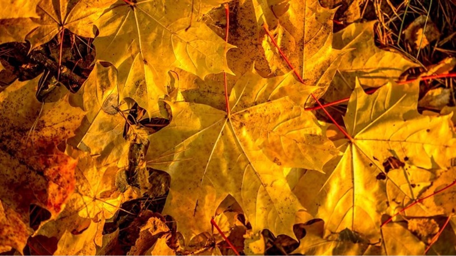 Quelle est votre activité favorite en automne?