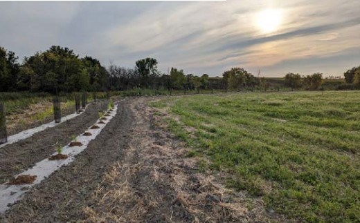 Aménagement de bandes riveraines élargies multistrates de 0,16 ha à la Ferme Normandeau de Saint-Étienne-de-Beauharnois 
