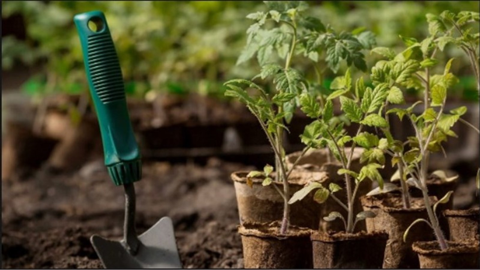 Une conférence pour maximiser le potentiel de son potager 