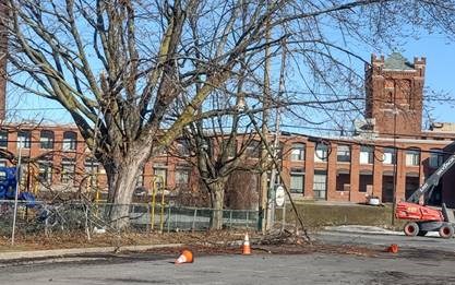 Après le verglas, on vous invite à bien élaguer vos arbres