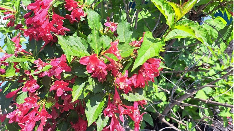 Moissons en fleurs accueillera les visiteurs les 12 et 13 mai
