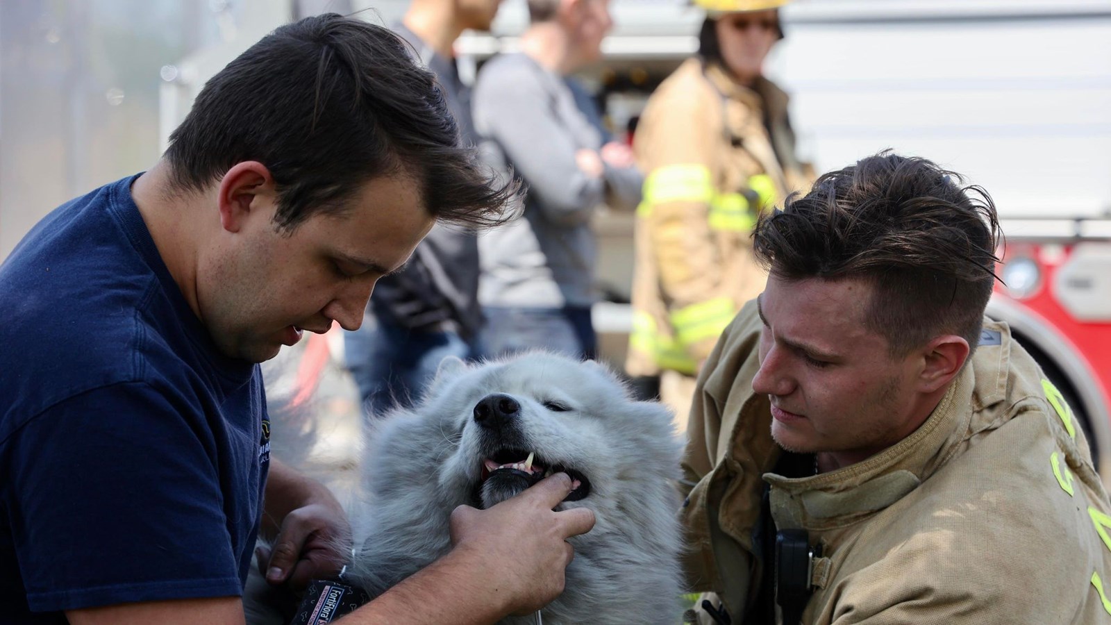 L'animal a dû recevoir de l'air respirable après avoir été extirpé de l'appartement en flammes par Josh Charlton