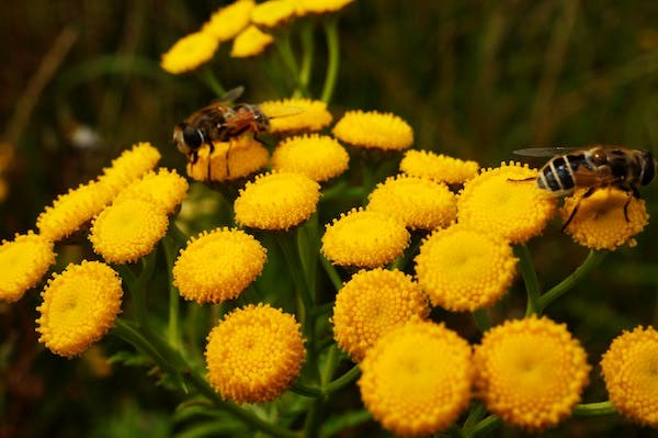 La Ville de Salaberry-de-Valleyfield s'engage pour la biodiversité
