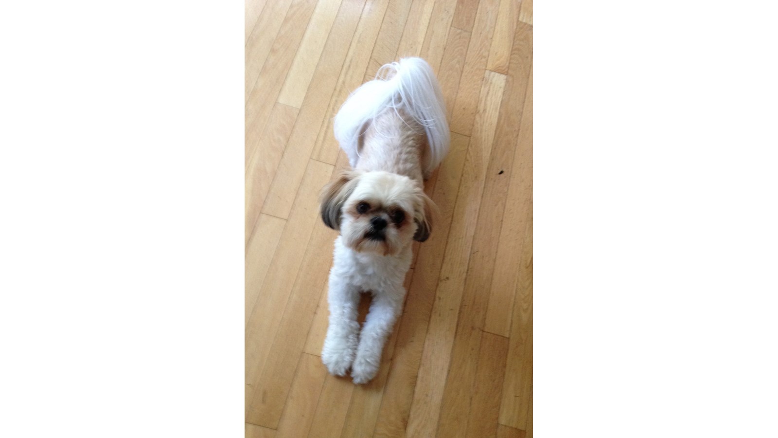 Chien accompagnant M. Beauregard