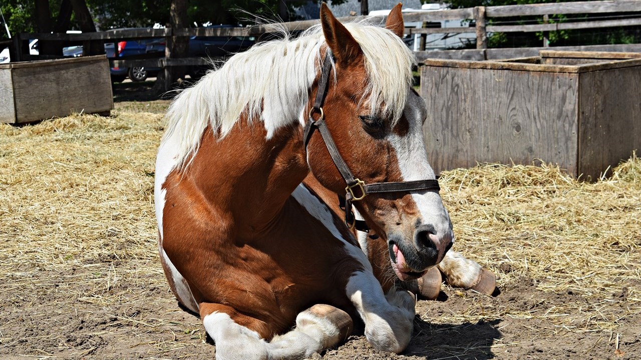 Journée du cheval à Saint-Lazare: une première édition réussie