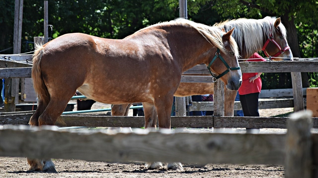 Journée du cheval à Saint-Lazare: une première édition réussie
